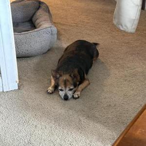 Image of Boba, Lost Dog