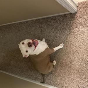 Image of Jayde, Lost Dog
