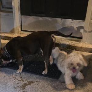 Image of Unknown, Found Dog