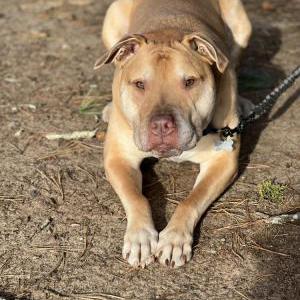 Lost 1 Tyson (Connecticut)