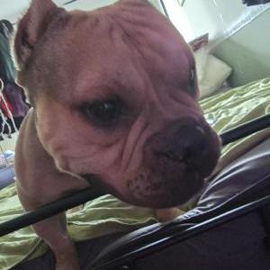 Image of Amir, Lost Dog