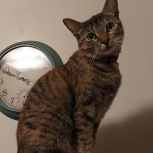 Lost 2 Snuggle Muffin (California)