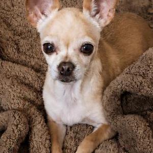 Image of Chiquitina, Lost Dog