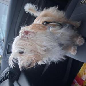 Image of Unknown, Found Dog