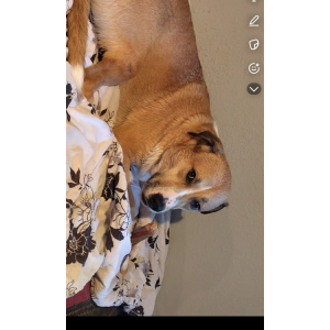 Image of Delilah, Lost Dog