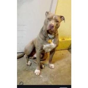 Image of Joe Hogan, Lost Dog