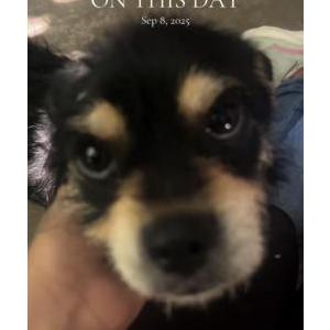 Image of Ace, Lost Dog
