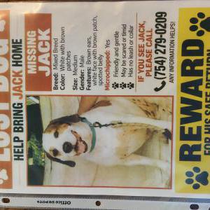Image of Jack, Lost Dog