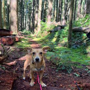 Lost 1 Linus (Oregon)