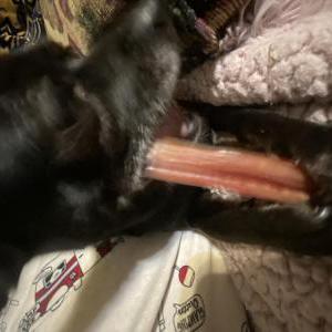 Image of Coco, Lost Dog