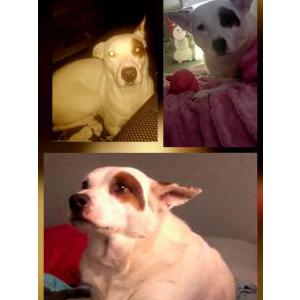 Image of Allie, Lost Dog