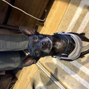Image of Rey, Lost Dog