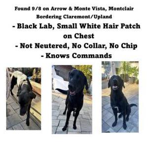Image of Unknown, Found Dog
