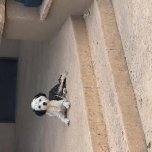 2nd Image of Pearl, Lost Dog