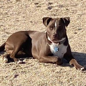 Lost 1 Marlee (Arizona)