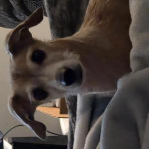 Image of Baby, Lost Dog