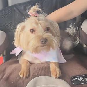 Image of Daisy, Lost Dog