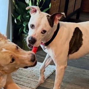 Image of Unknown, Found Dog