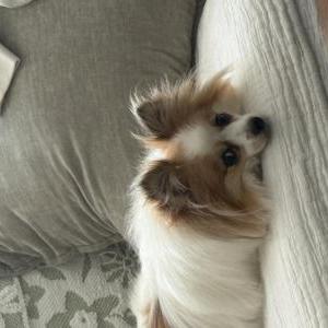 Image of Pumpkin, Lost Dog