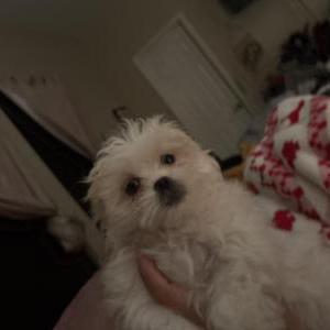 Image of Lola, Lost Dog