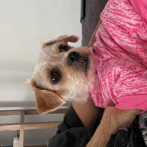 Image of Whiskey, Lost Dog