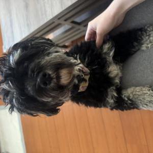 Image of Unknown, Found Dog