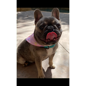 Image of Coco, Lost Dog