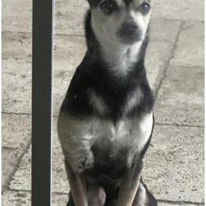 Image of Scooby, Lost Dog