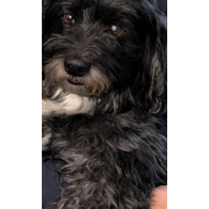 Image of Charlie, Lost Dog