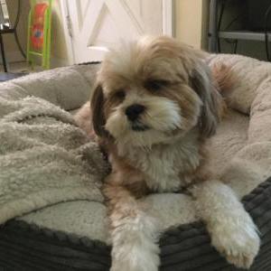 Image of Nixie, Lost Dog