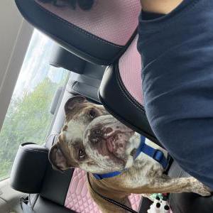 Image of Monster, Lost Dog
