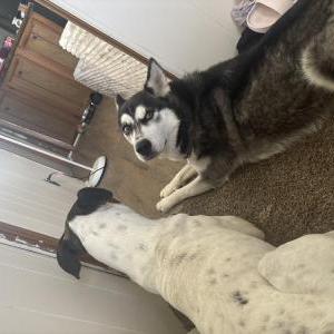 Image of Freya, Lost Dog