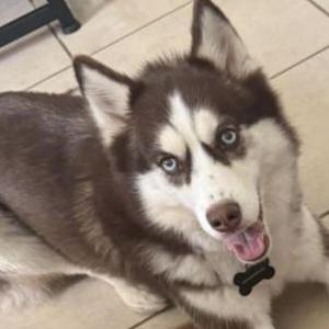 Image of Nova, Lost Dog