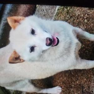 Image of Getem, Lost Dog
