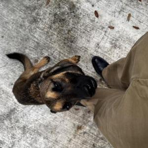 Image of Unknown, Found Dog