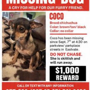Image of Coco, Lost Dog