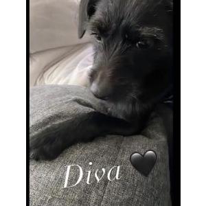 Image of Divaa, Lost Dog