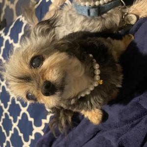 Image of Boston, Lost Dog