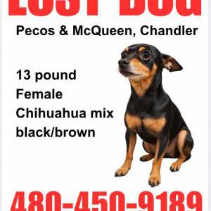 Image of Indica, Lost Dog