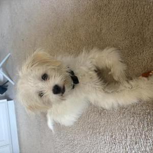 Image of Unknown, Found Dog