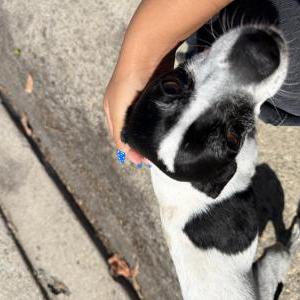 Image of Unknown, Found Dog