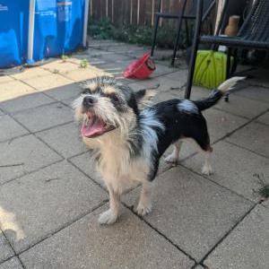 Image of Unknown, Found Dog