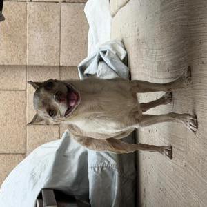 Image of Modi, Lost Dog