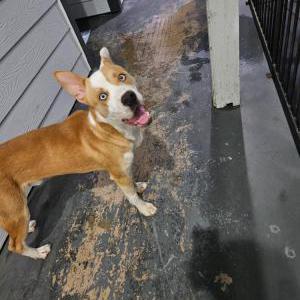 Image of Unknown, Found Dog