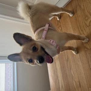 Image of Unknown, Found Dog