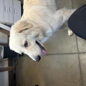 Image of Unknown, Found Dog