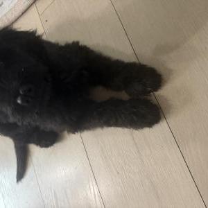 Image of Edwin Buddy, Lost Dog