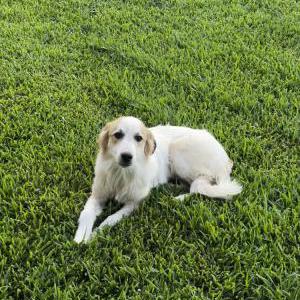 Image of Unknown, Found Dog