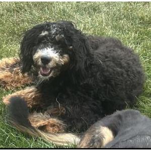 Image of Theo, Lost Dog