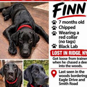 Image of Finn, Lost Dog